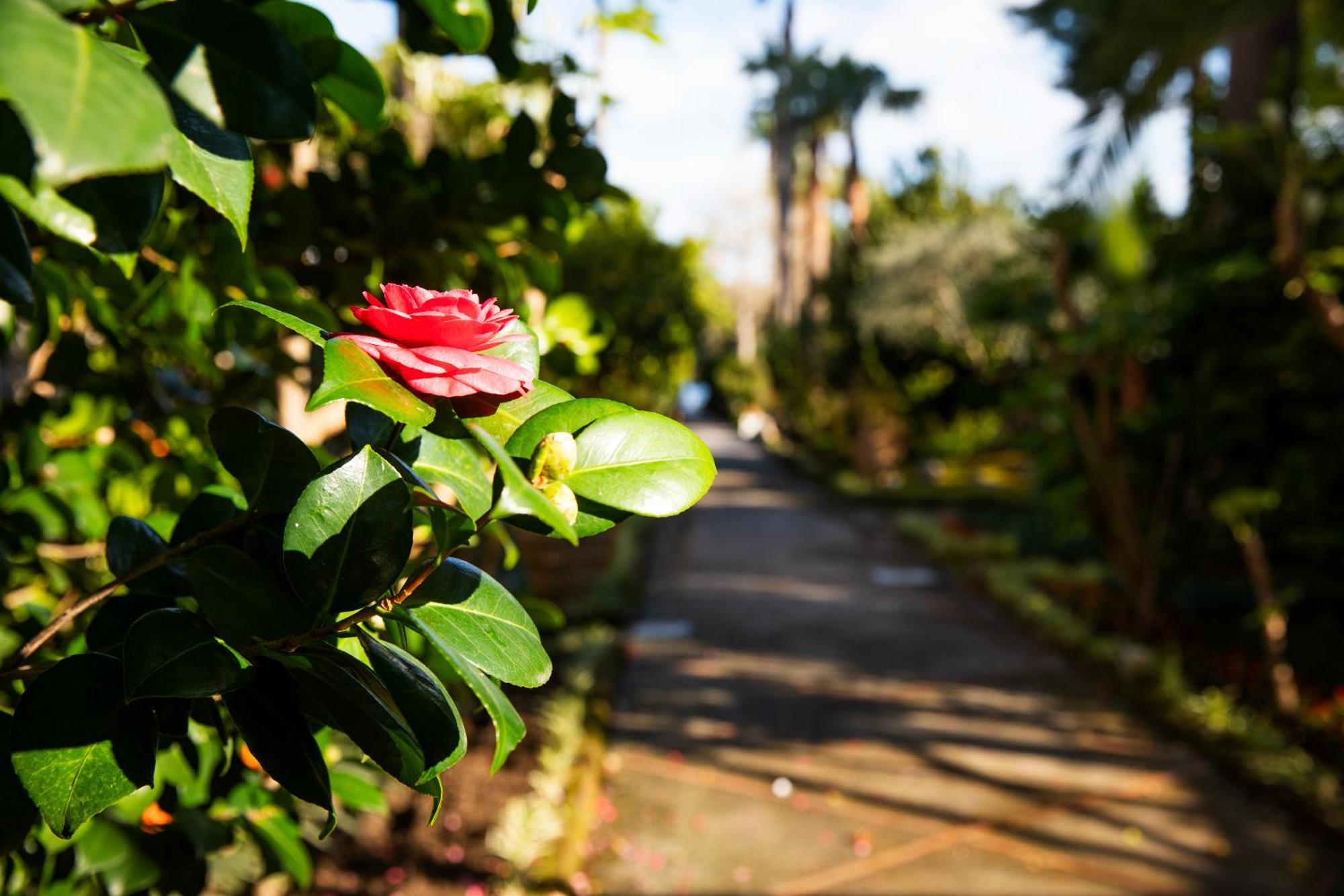 Grand Hotel Cocumella Sant'Agnello Esterno foto